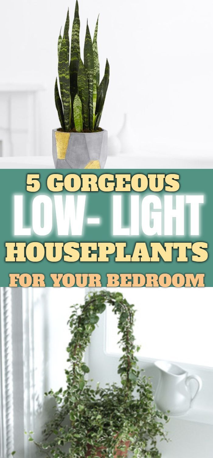 Bedroom Plants Low Light
 Low Light Houseplants For Your Bedroom