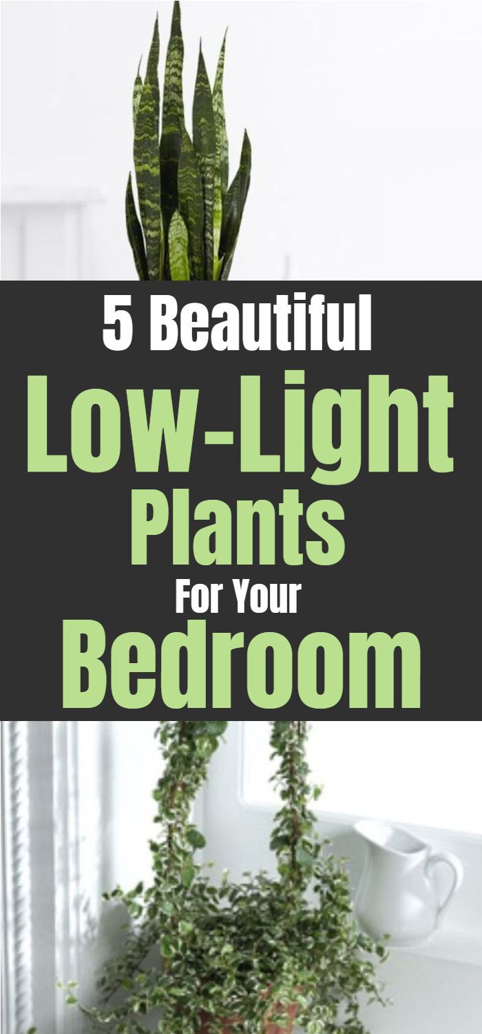 Bedroom Plants Low Light
 Low Light Plants For Your Bedroom