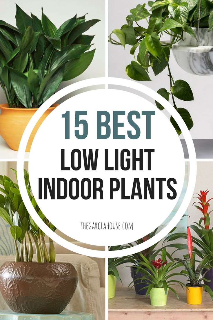 Bedroom Plants Low Light
 15 Best Low Light Indoor Plants