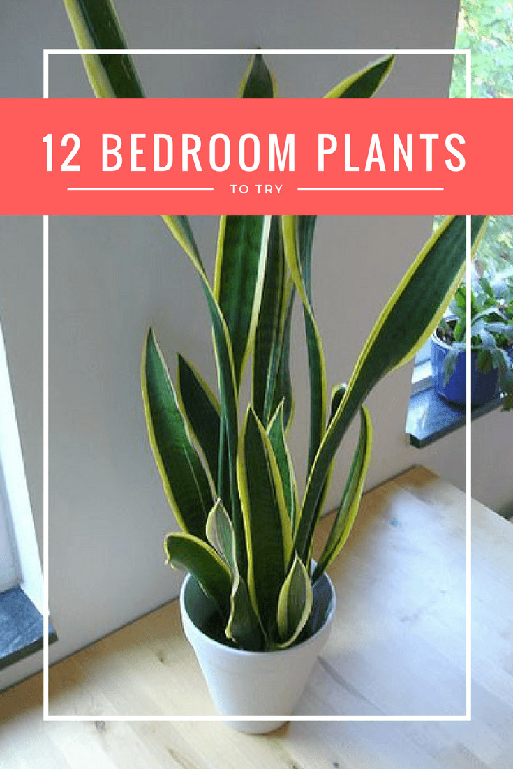 Bedroom Plants Low Light
 12 of the Best Plants for Your Bedroom