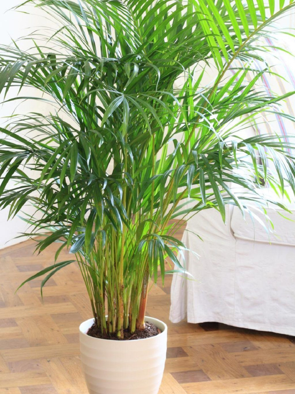 Bedroom Plants Low Light
 Bamboo palm bedroom plant relaxing indoor plant air