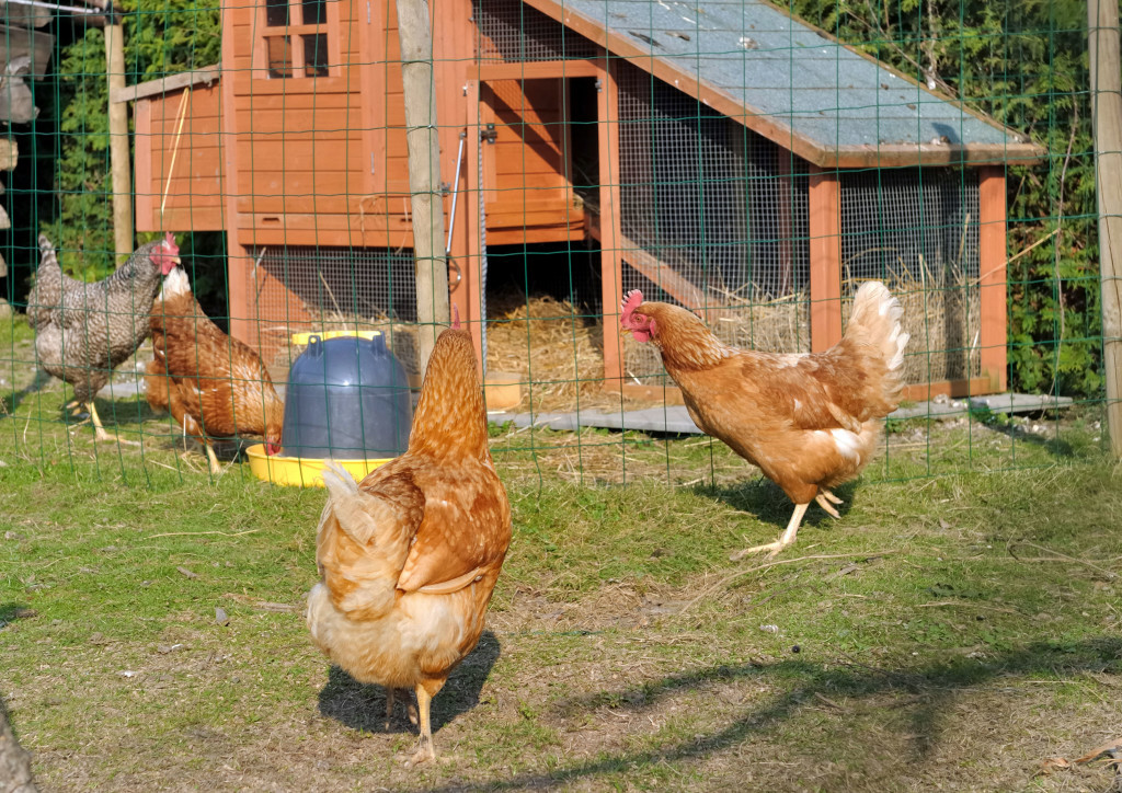 Best Backyard Chicken Coop
 Backyard Chickens 5 Best Breeds for Egg Layers