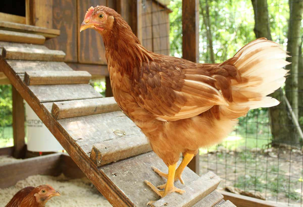 Best Backyard Chicken Coop
 How to Build a Chicken Coop Modern Farmer