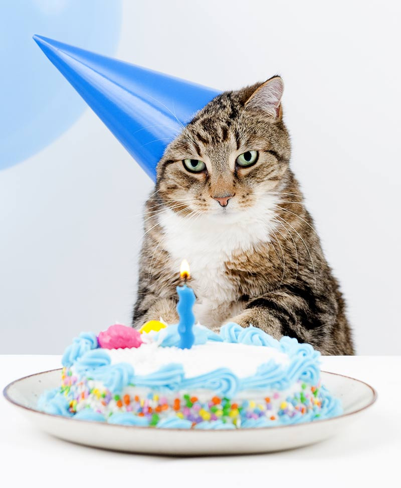 Birthday Cake Cat
 Amazing Cake Birthday Cake Recipes Ideas And Inspiration