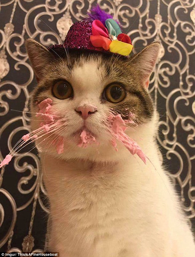 Birthday Cake Cat
 Cute photos of a cat eating a pink birthday cake go viral