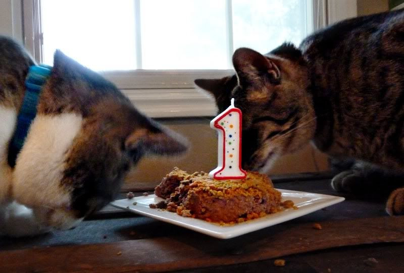 Birthday Cake For Cats Recipe
 Ever Clever Mom How to Make a Birthday Cake For Your Cat