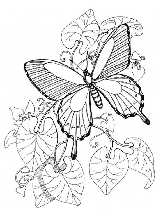 Butterfly Printable Coloring Pages
 Kids Page Butterfly Coloring Pages