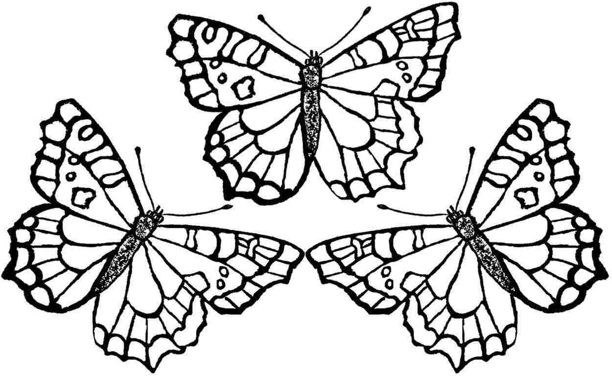 Butterfly Printable Coloring Pages
 Monarch butterfly Coloring Pages to Print