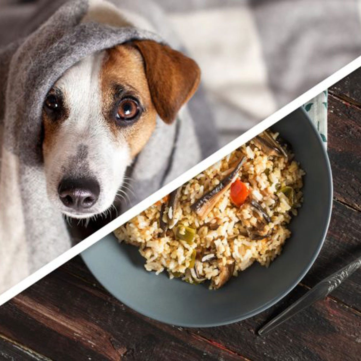 Can Dogs Have Brown Rice
 15 Clever Pet Products You Can Make at Home
