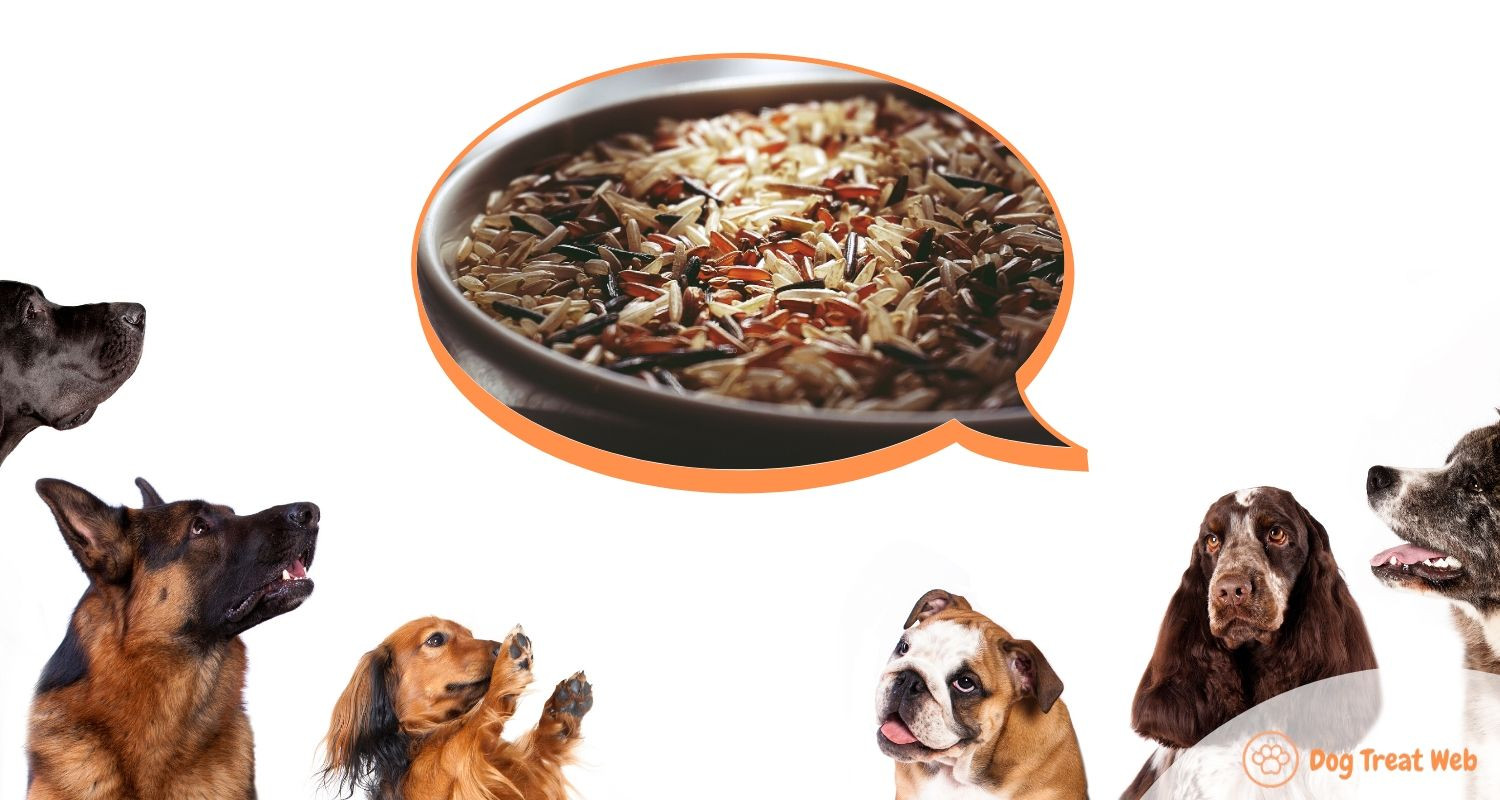 Can Dogs Have Brown Rice
 Can Dogs Eat Brown Rice