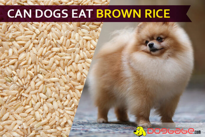 Can Dogs Have Brown Rice
 Can Dogs Eat Brown Rice Is It Suitable For Dogs Learn