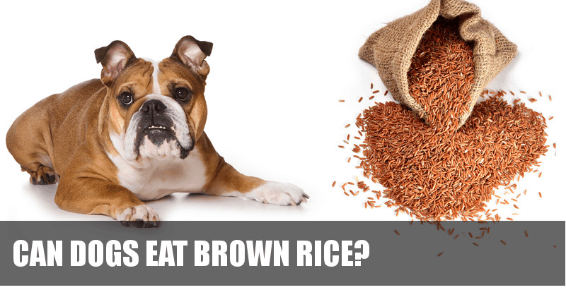 Can Dogs Have Brown Rice
 Can Dogs Eat Brown Rice Unknown Facts About Brown Rice