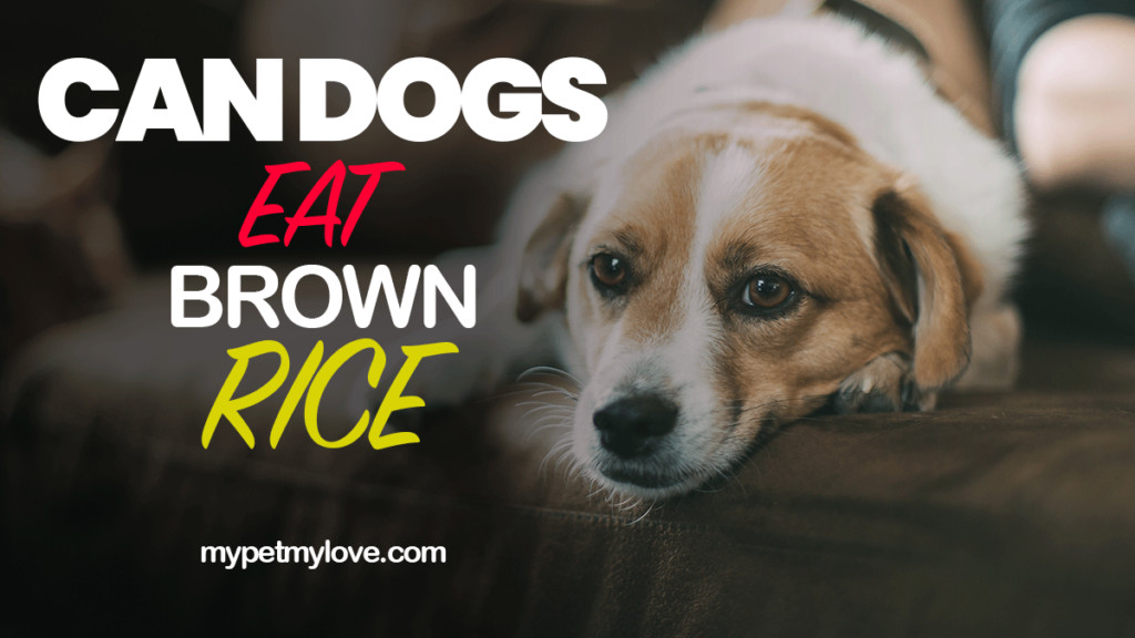 Can Dogs Have Brown Rice
 Why You Should Give Brown Rice To Your Dog – MyPetMyLove