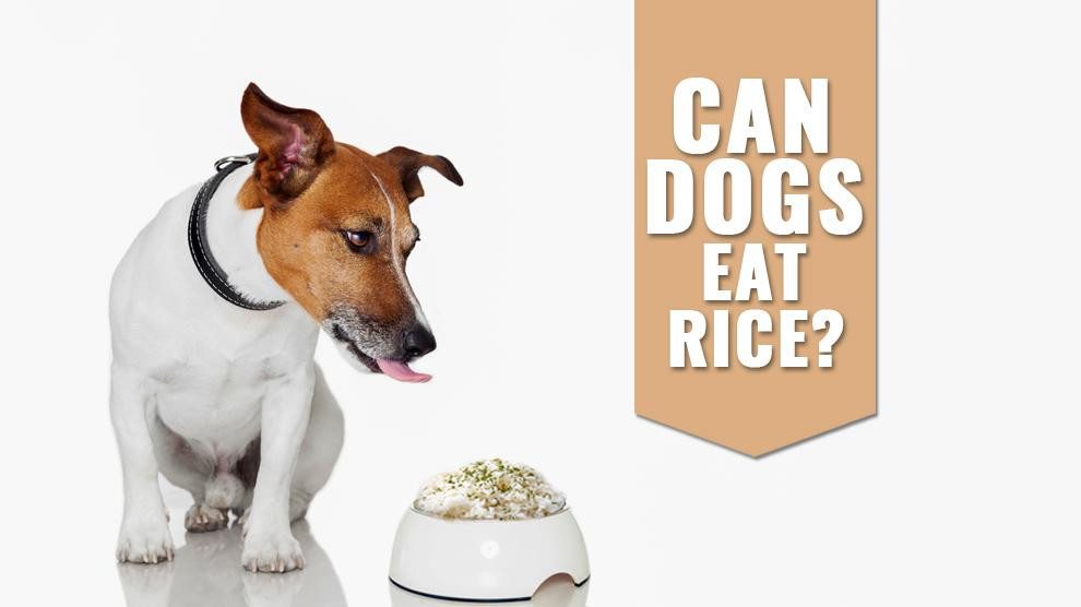 Can Dogs Have Brown Rice
 Can Dogs Eat Rice Is Brown Rice Good For Dogs Petmoo