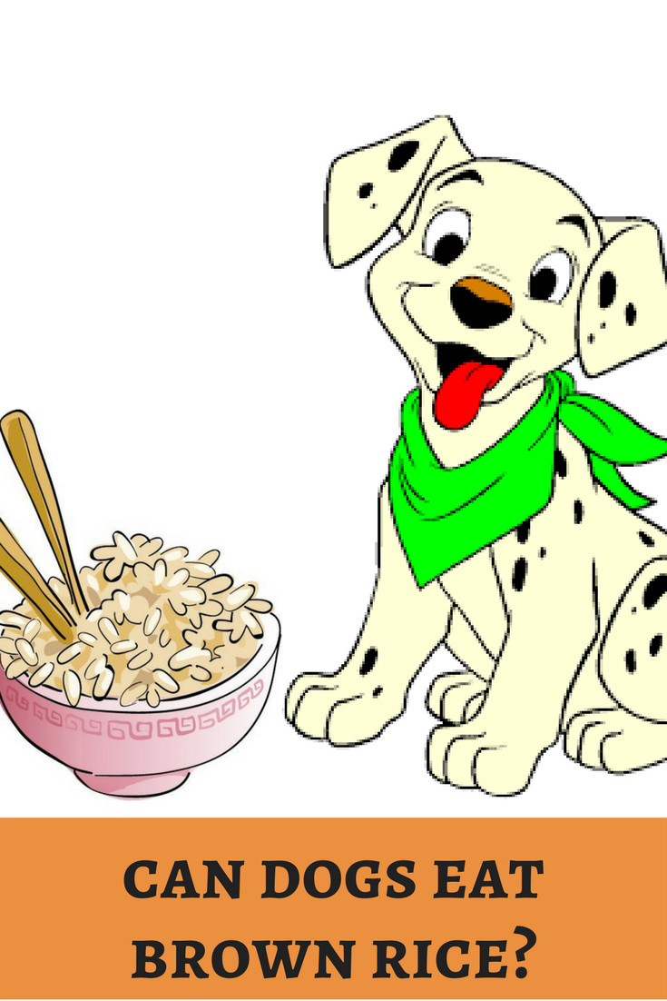 Can Dogs Have Brown Rice
 Brown rice is healthy option for diabetic patients Will
