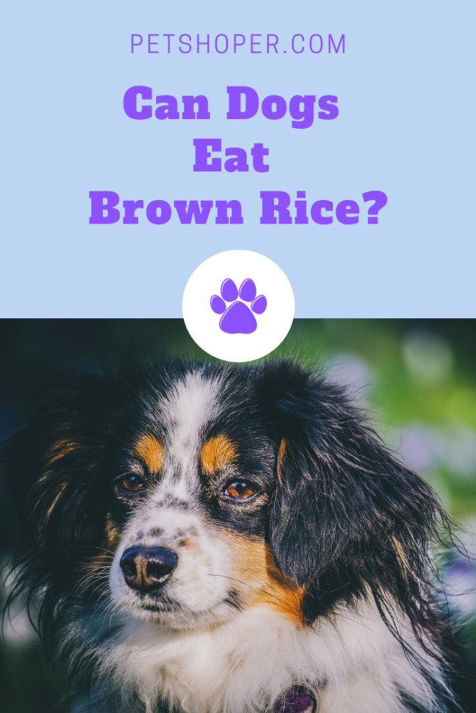 Can Dogs Have Brown Rice
 Can Dogs Eat Brown Rice [Factors to Consider]