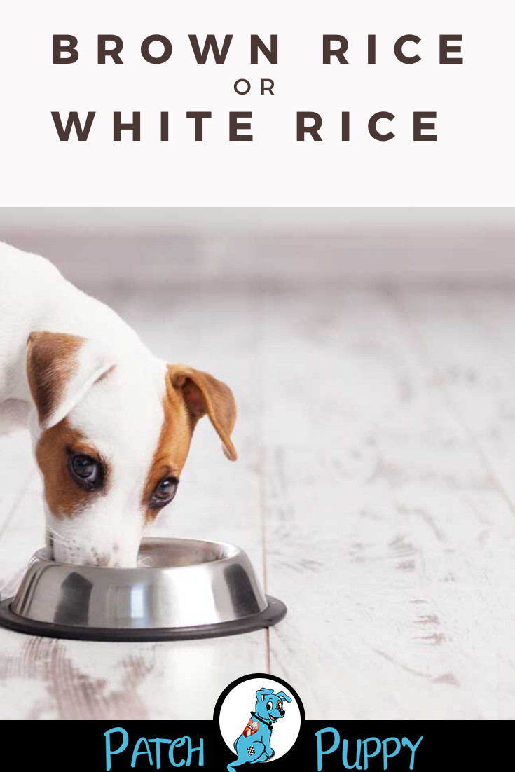 Can Dogs Have Brown Rice
 Brown Rice or White Rice for Dogs