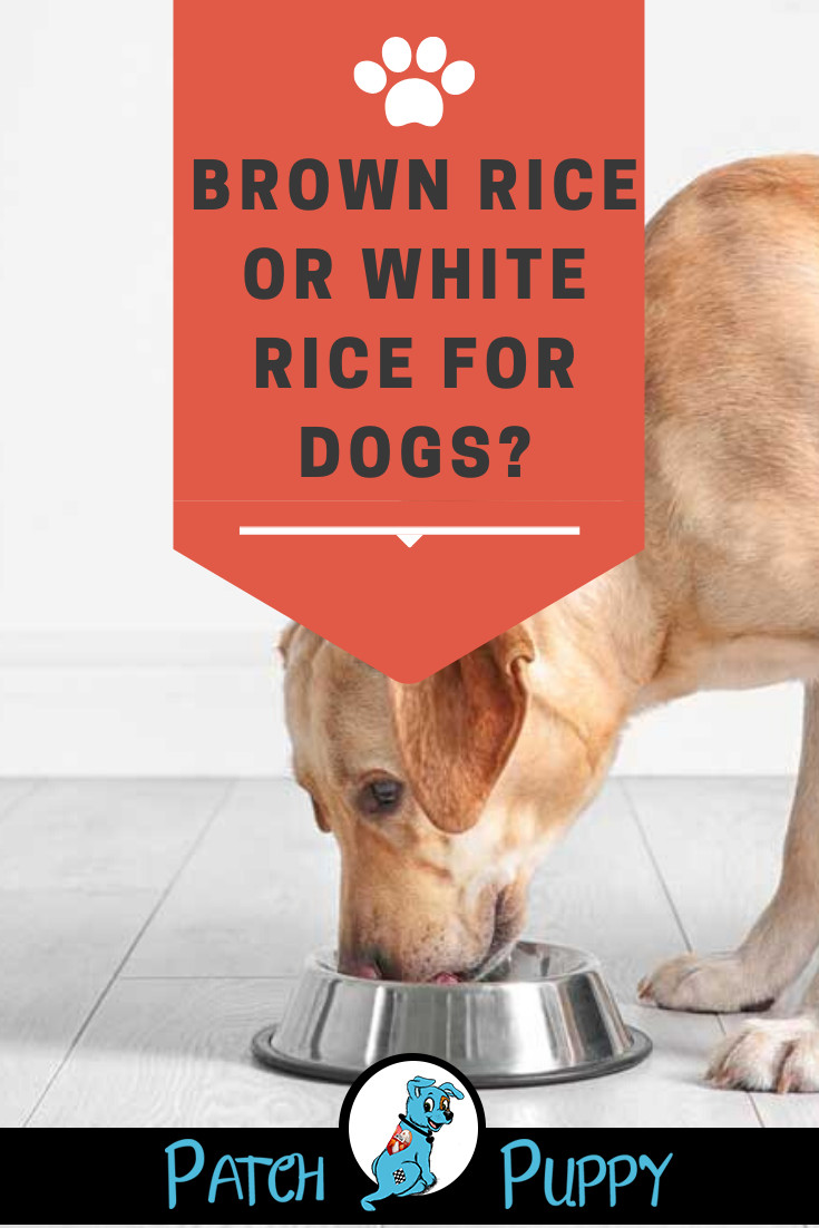 Can Dogs Have Brown Rice
 Brown Rice or White Rice for Dogs