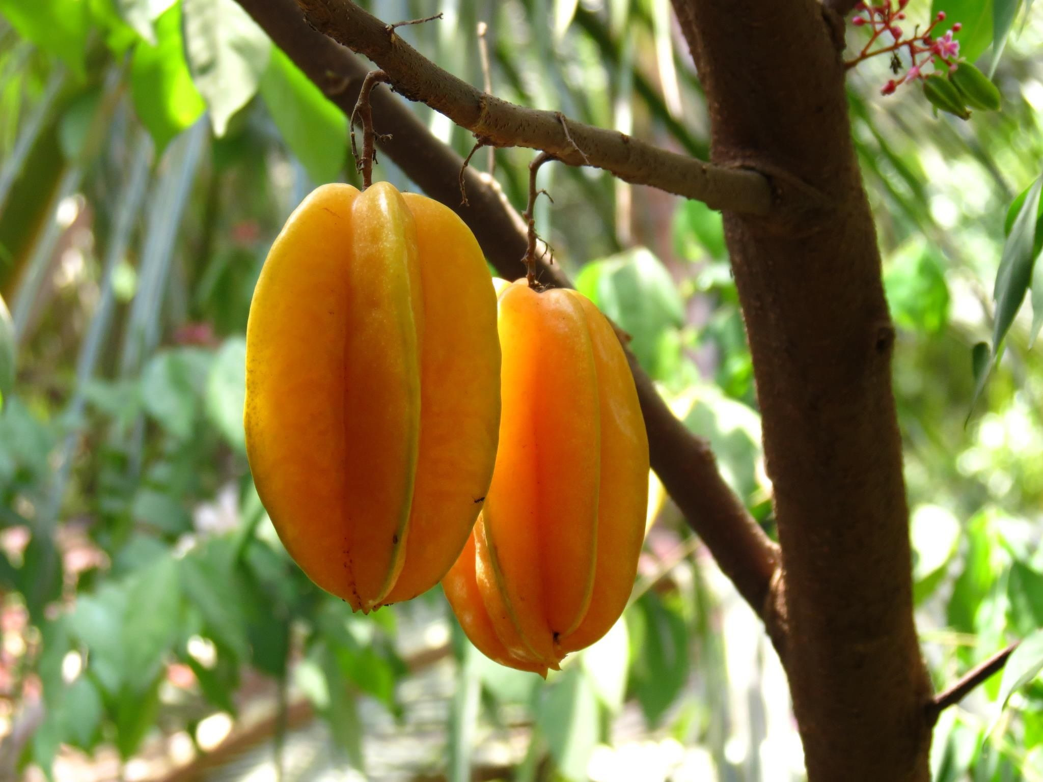 Canapes Puerto Rican Fruit
 ☀Puerto Rico☀ Carambolas PUERTO RICO Pinterest