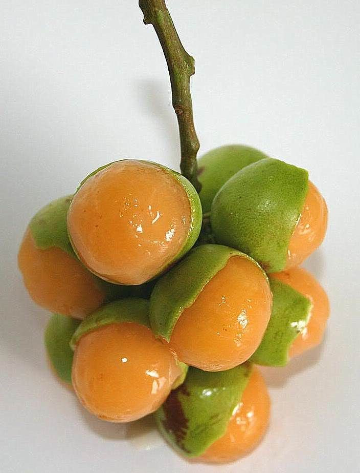 Canapes Puerto Rican Fruit
 Pin on Fashion