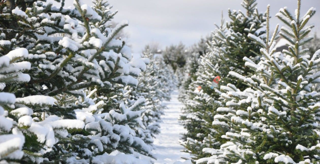 Candy Cane Christmas Tree Farm
 Candy Cane Christmas Tree Shop Michigan Heard this place