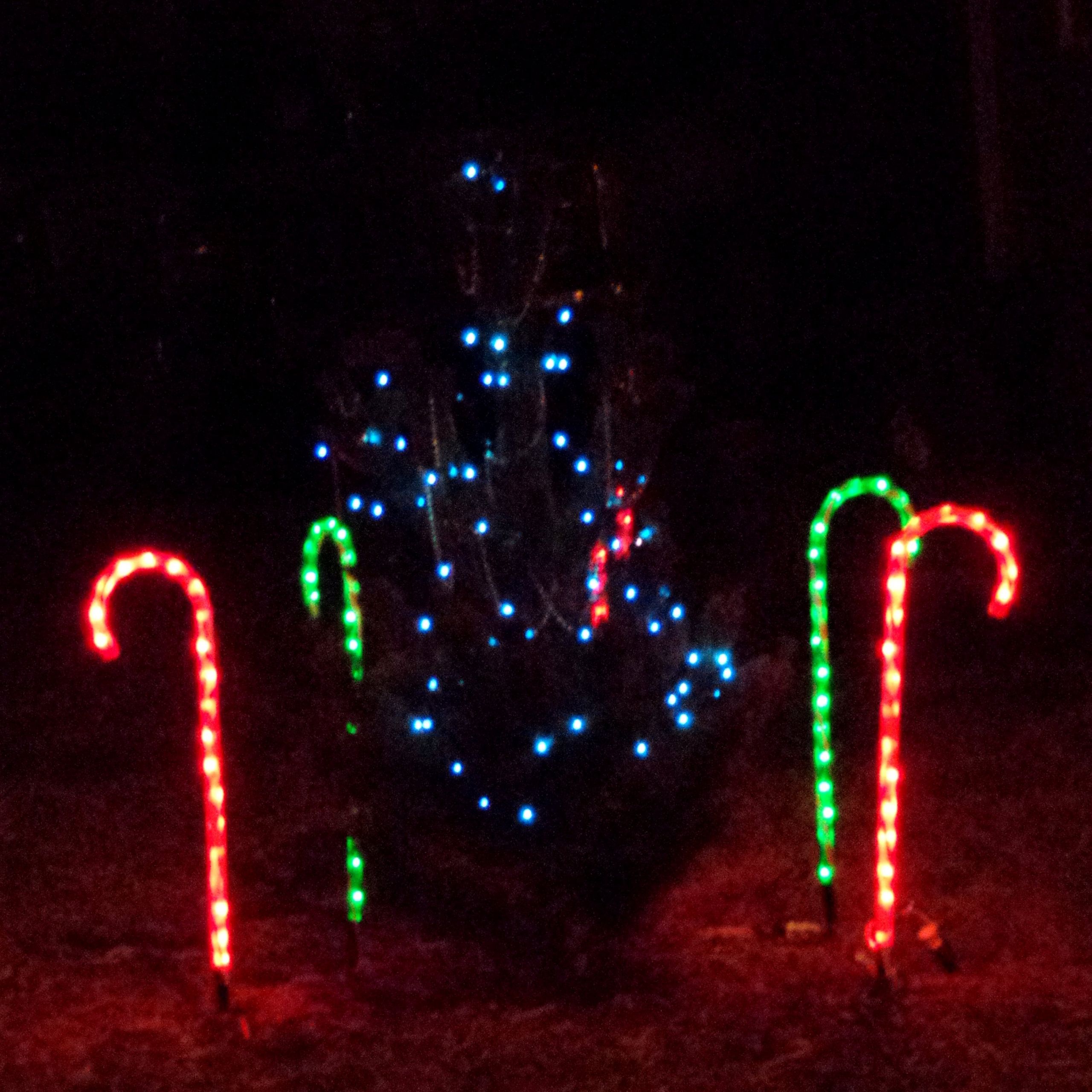 Candy Cane Led Christmas Lights
 Christmas Tree and Candy Cane Lights Picture