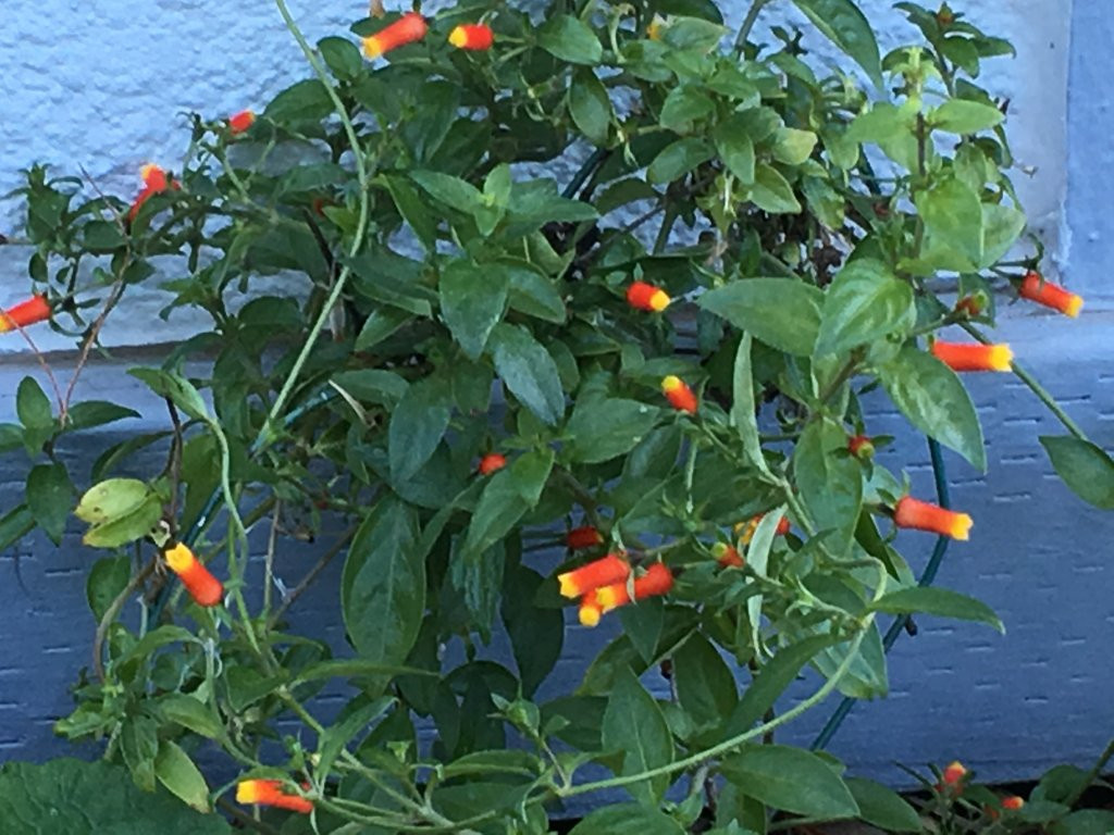 Candy Corn Plant
 Candy corn plant blooming like crazy this winter