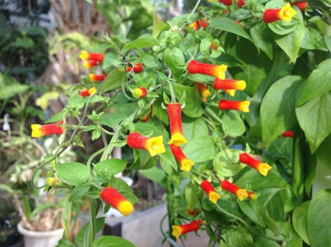 Candy Corn Plant
 Candy Corn Plant Manettia inflata – Flowering plants