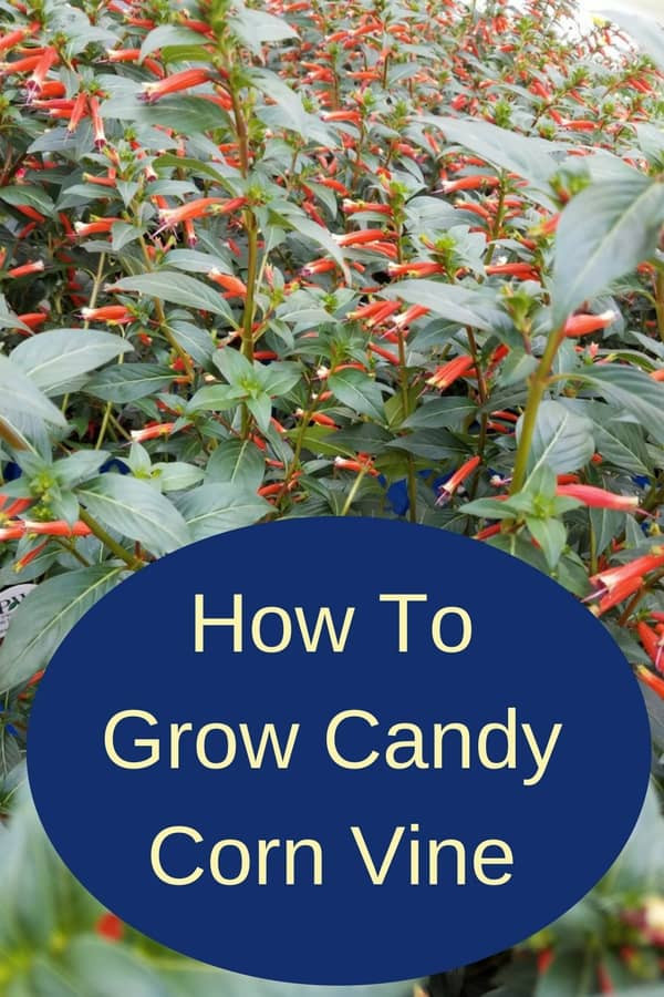 Candy Corn Plant
 Growing Candy Corn Vine Manettia Inflata