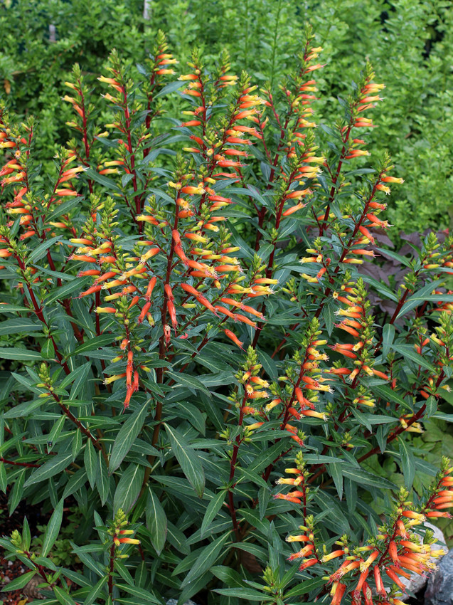 Candy Corn Plant
 Cuphea micropetala "Candy Corn Plant" Buy line at