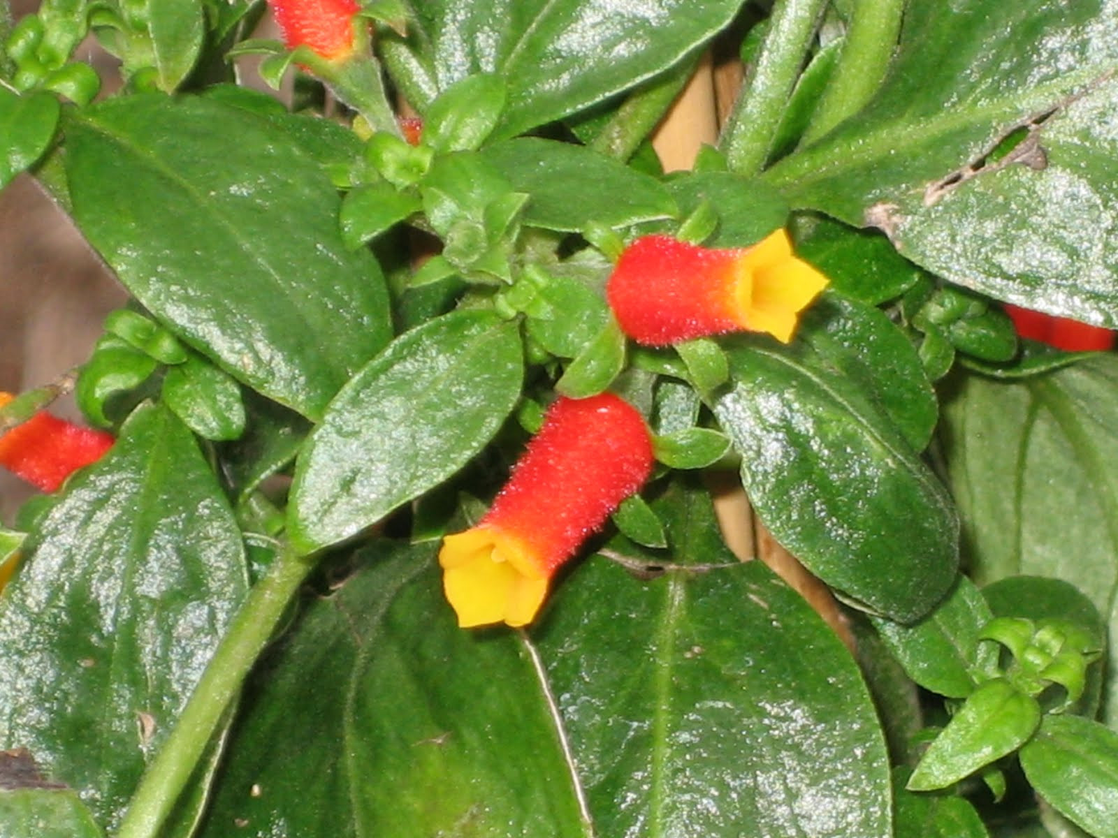 Candy Corn Plant
 Lisa Bonassin s Garden What s Blooming Now Candy Corn