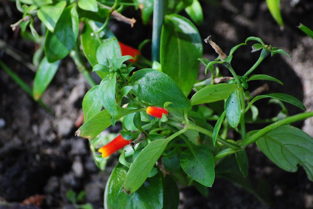 Candy Corn Plant
 Manettia Vine Care How To Grow A Candy Corn Vine