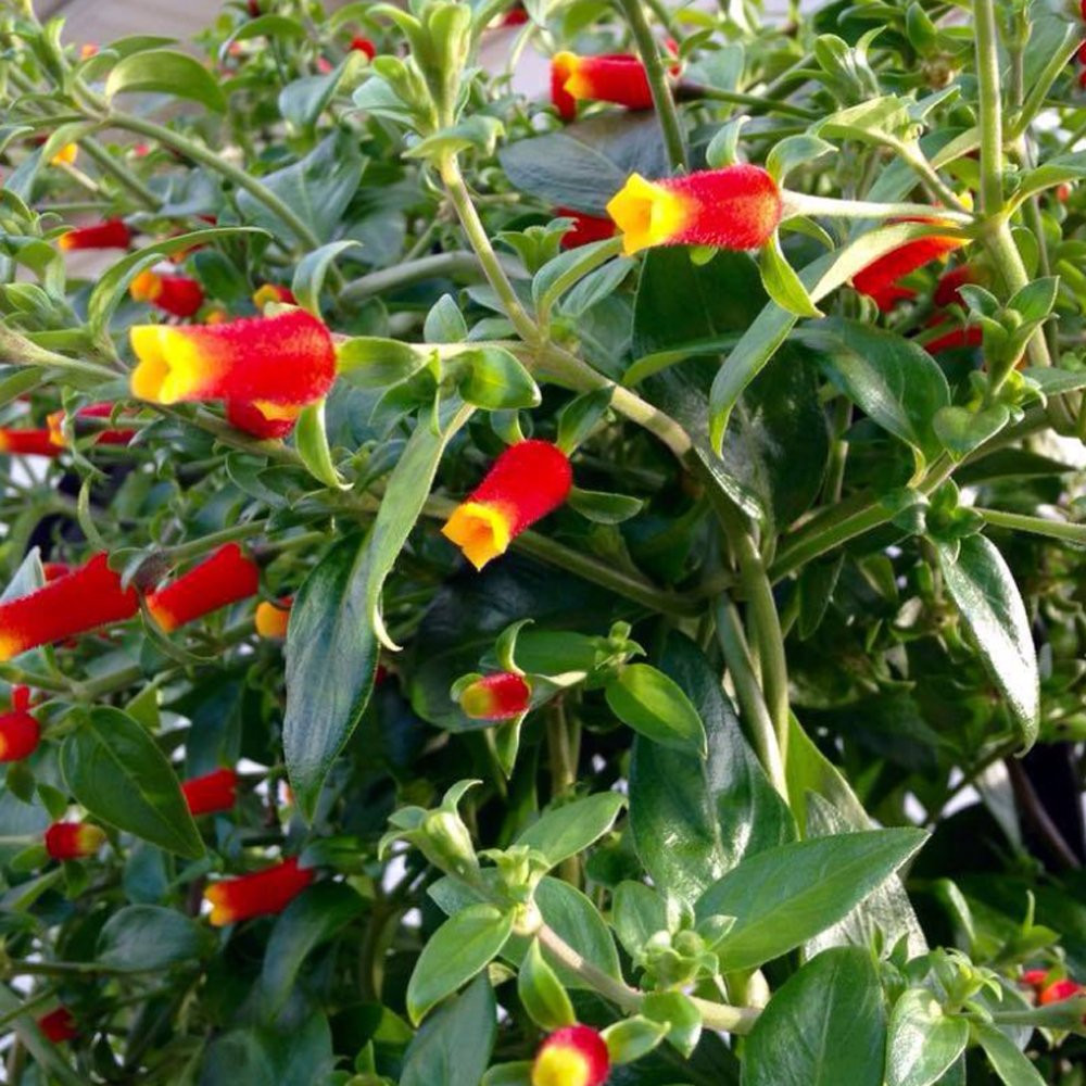 Candy Corn Plant
 Candy Corn Manettia Plants for Sale