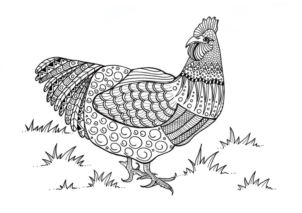 Chicken Coloring Pages For Adults
 Colorful Chicken Adult Coloring Page