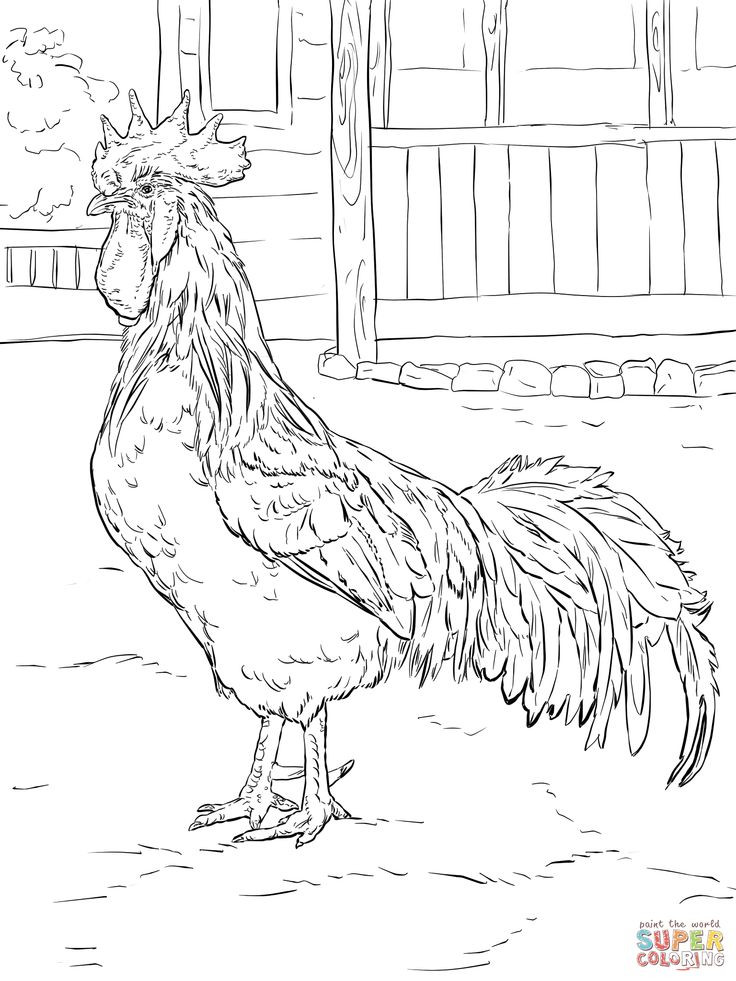 Chicken Coloring Pages For Adults
 Brown Leghorn Rooster coloring page