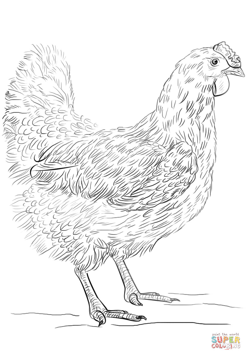 Chicken Coloring Pages For Adults
 Hen coloring page