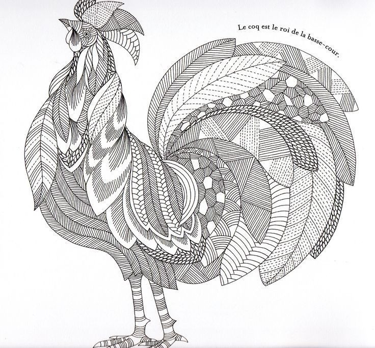Chicken Coloring Pages For Adults
 rooster coloringpages adult coloring chicken chicken