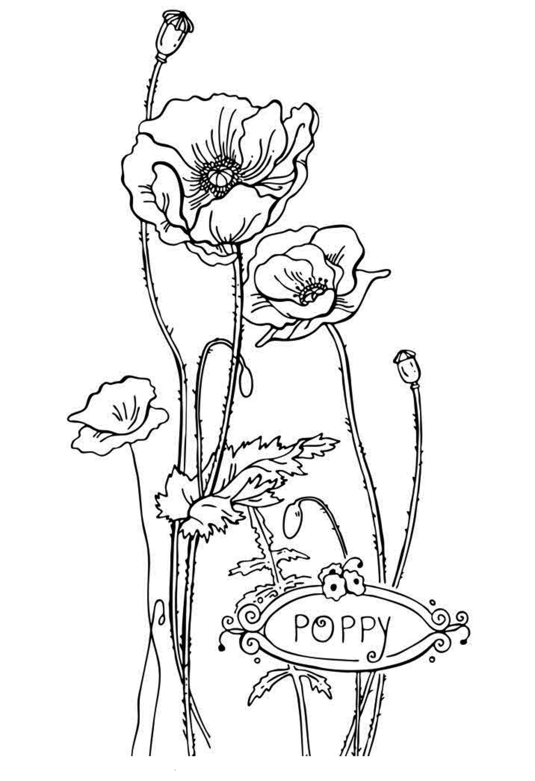 Coloring Pages For Kids Free
 Free Printable Flower Coloring Pages For Kids Best
