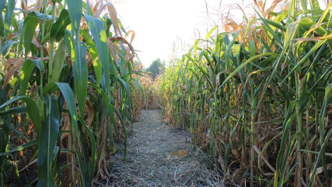 Corn Maze Indiana
 5 awesome corn mazes to visit in central Indiana this fall