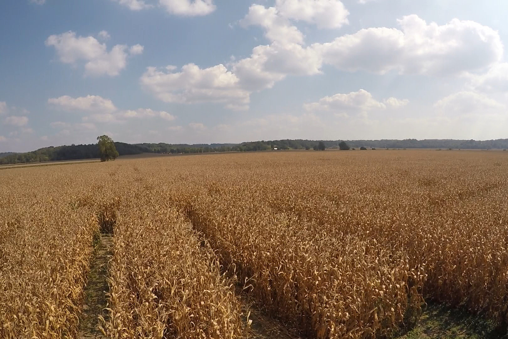 Corn Maze Indiana
 Lark Ranch Celebrates Bicentennial With Indiana Themed