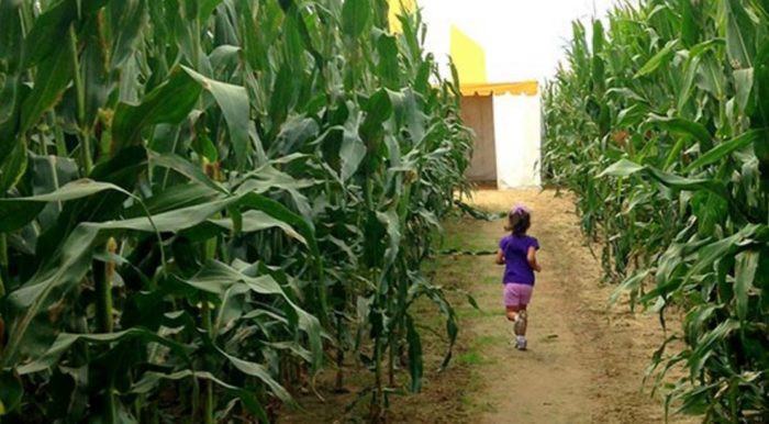 Corn Maze Indiana
 9 Best Corn Mazes in Indiana in 2016