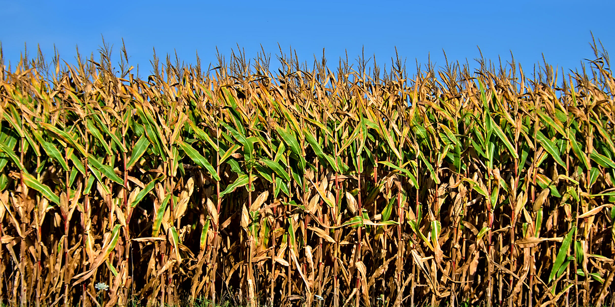 Corn Maze Indiana
 Stranger Things Corn Maze Open in September in Indiana