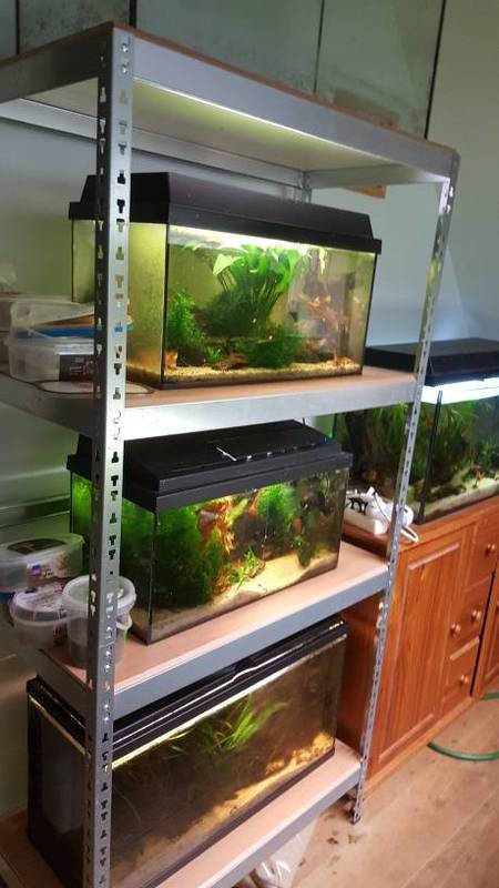 DIY Aquarium Rack
 Diy Fish Tank Racks Post Em Here