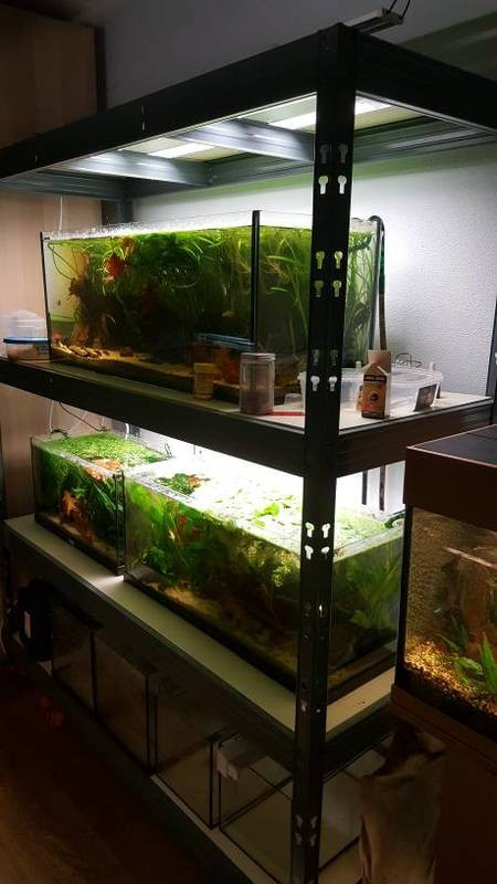 DIY Aquarium Rack
 Diy Fish Tank Racks Post Em Here