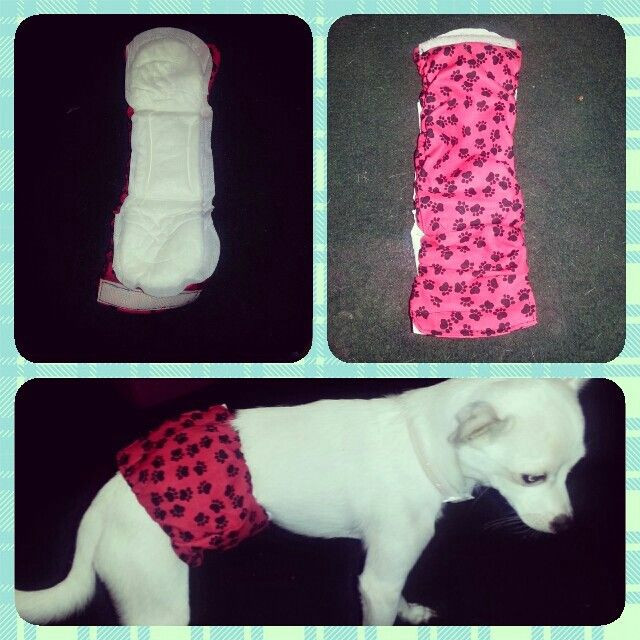 DIY Belly Bands For Dogs
 17 Best images about belly bands on Pinterest