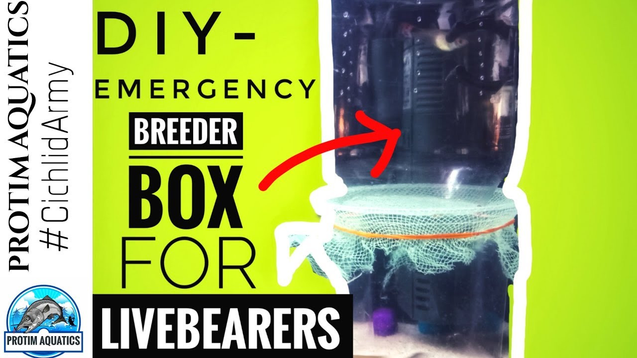 DIY Breeder Box
 GUPPY BREEDING in a DIY BREEDER BOX