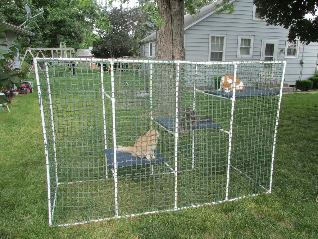 DIY Cat Outdoor Enclosure
 Cat Enclosure