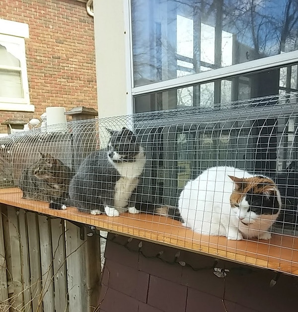 DIY Cat Outdoor Enclosure
 Another awesome outdoor cat enclosure