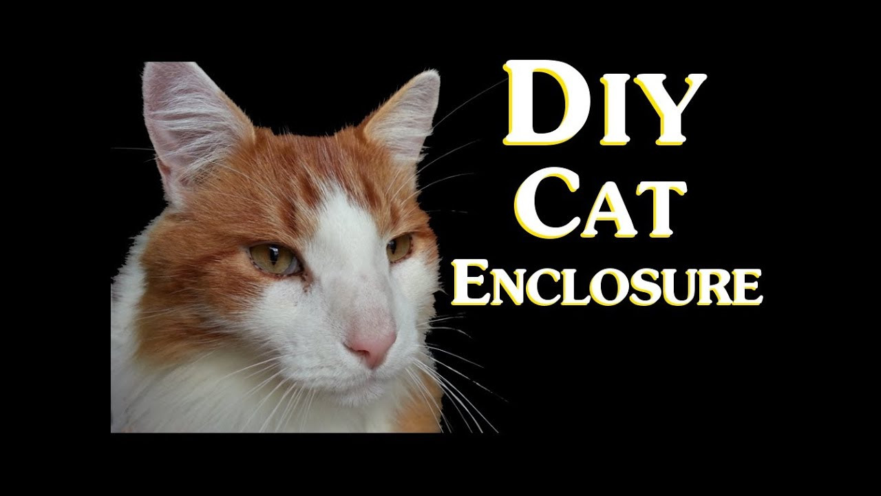 DIY Cat Outdoor Enclosure
 DIY Cat Enclosure Introduction Low Bud Do It Yourself