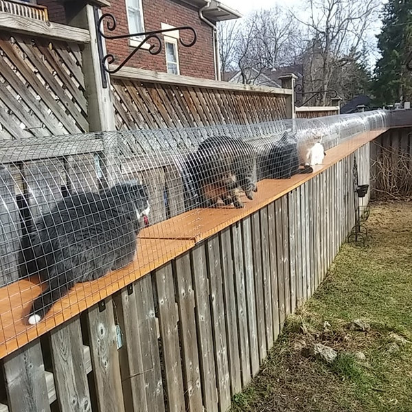 DIY Cat Outdoor Enclosure
 Another awesome outdoor cat enclosure